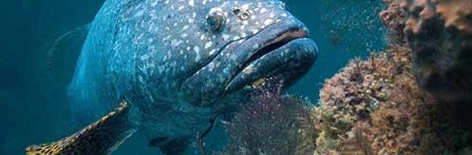 Ningaloo Dive Exmouth