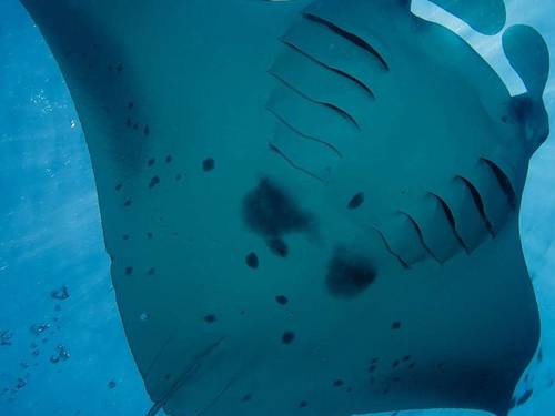 Kuredu Prodivers