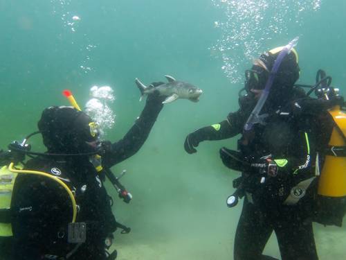 ABC-Divers NG GmbH