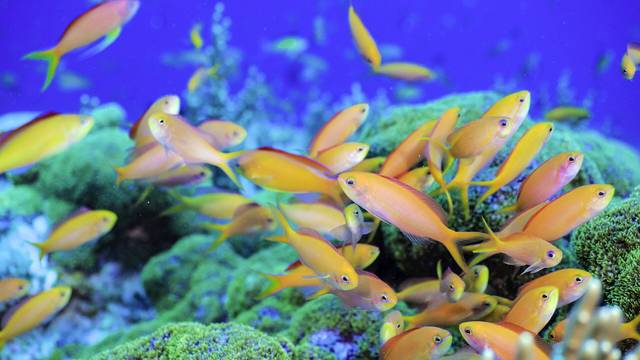 Marine Product