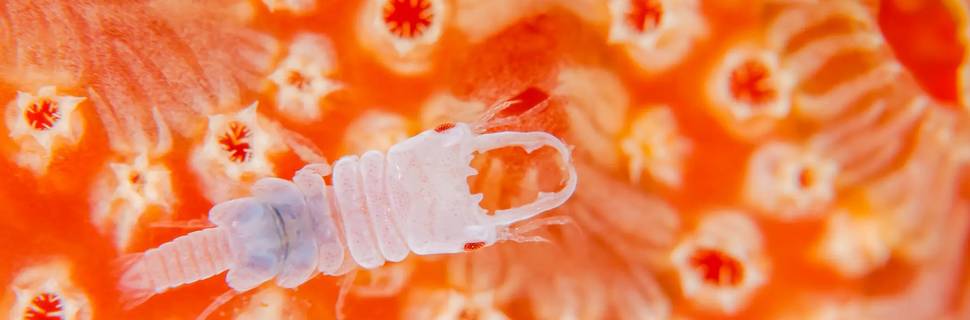 Diving Servise Grunt Sculpin