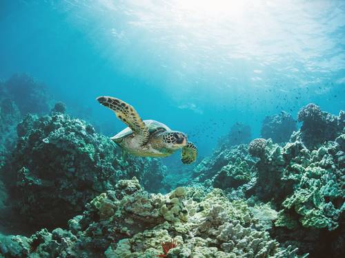 Blacktip Divers Costa Rica