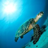 Red Sea Tribe - Dahab