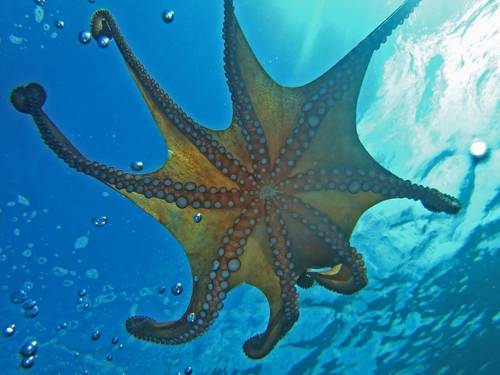 Big Blue Diving