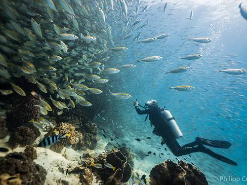 Paradise Divers Koh Kood