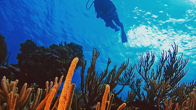 Sharky's Shop - Diving Dominican Republic