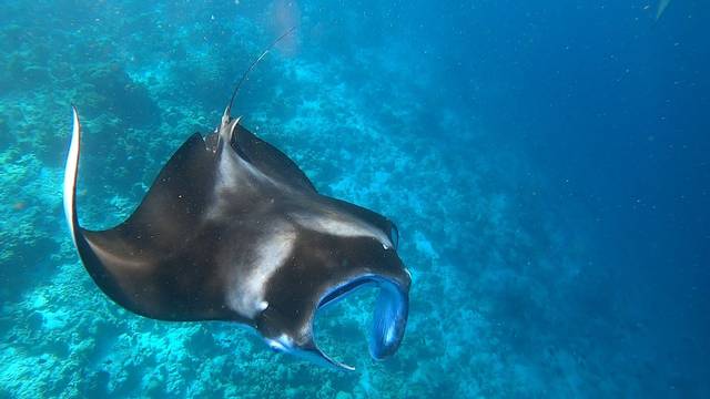 South Ari Dive