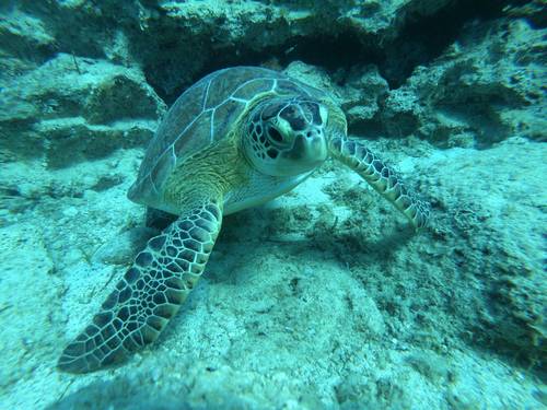 Reef Junkies dive center