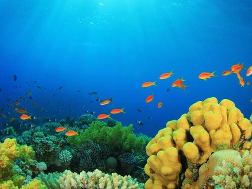 Scuba Seekers