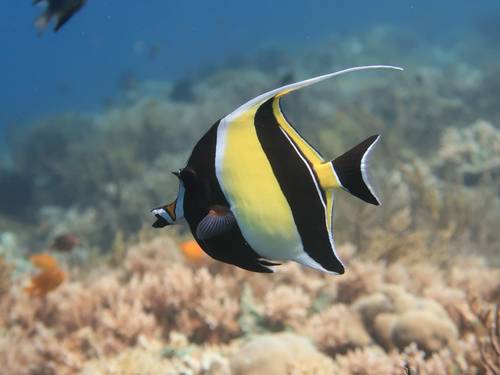 Biology Diving Center