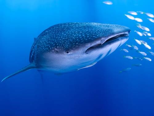 All4Diving Phuket
