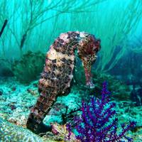 Neptune Diving Center