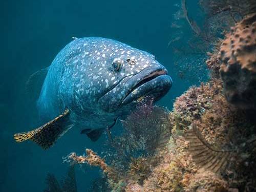 Ningaloo Dive Exmouth