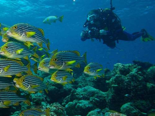Prodivers Maldives