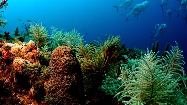 Panama Divers Inc.