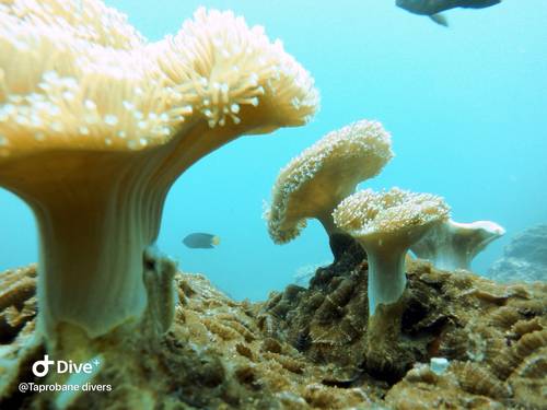 Taprobane Divers PADI Dive Resort Trincomalee
