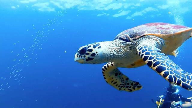 Blue View Divers: Scuba Diving Phi Phi