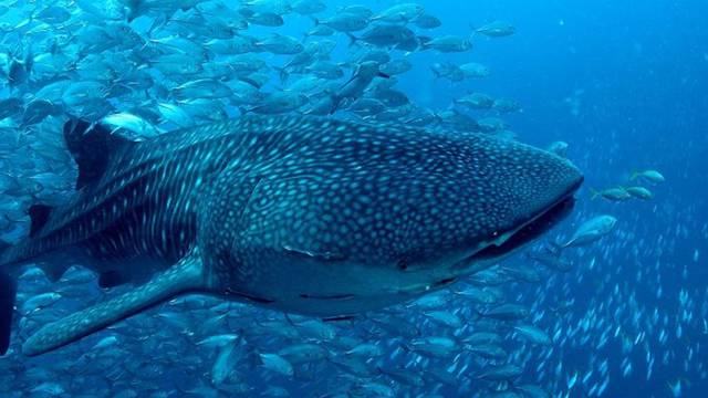 Big Blue Diving Khao Lak