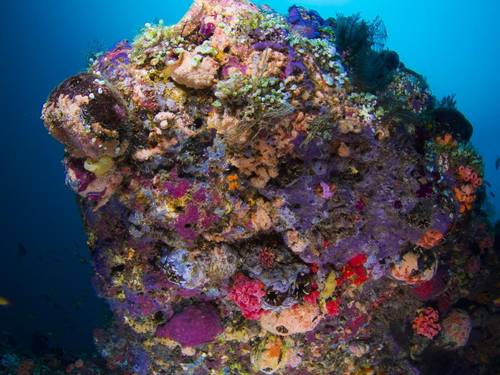 Kuramathi Dive Club