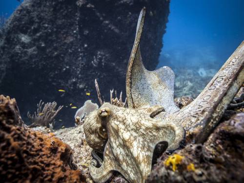 Divecarib