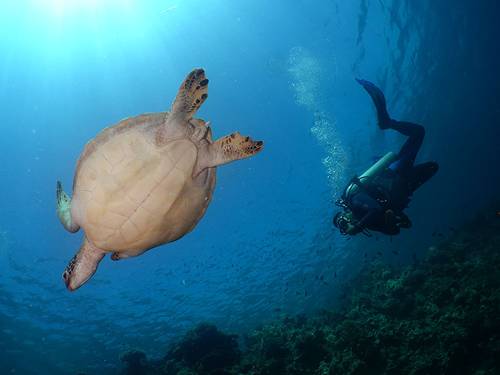 The Blue Abyss Dive Shop