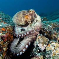 Euro-Divers Lanzarote