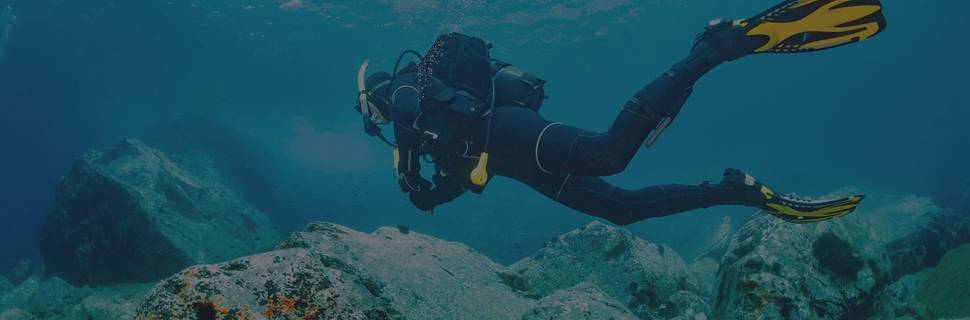 Sun Seals Divers