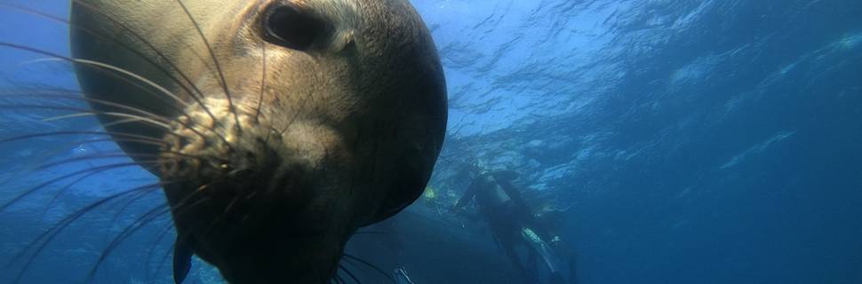 Planet Ocean Galapagos