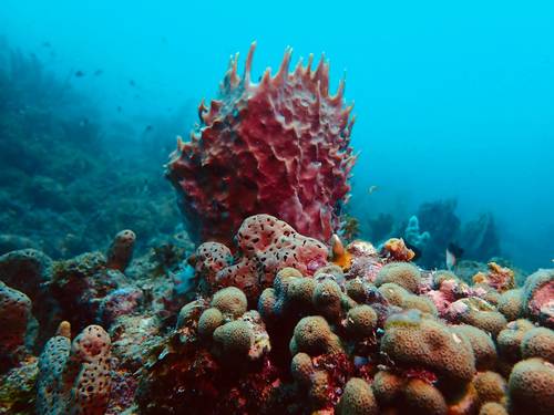 West Side Scuba Centre