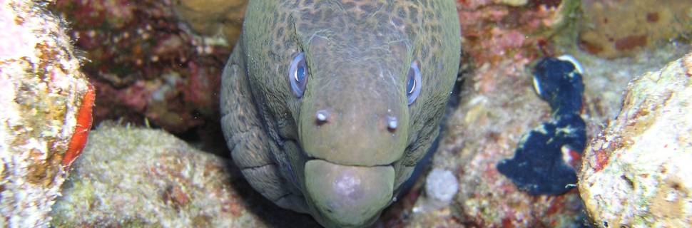 Akdeniz Yunus Diving Scuba Antalya