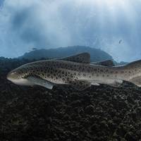 Wolf Rock Dive Centre