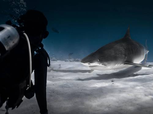 Fuvahmulah Central Dive Center