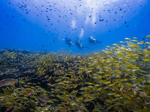 Palawan Divers