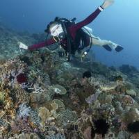 Indonesia Dive Safaris