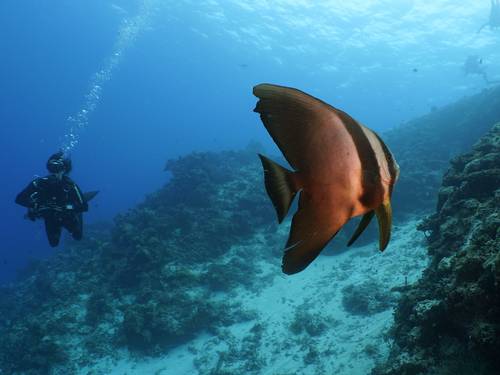 Eco Dive Club - Maafushi