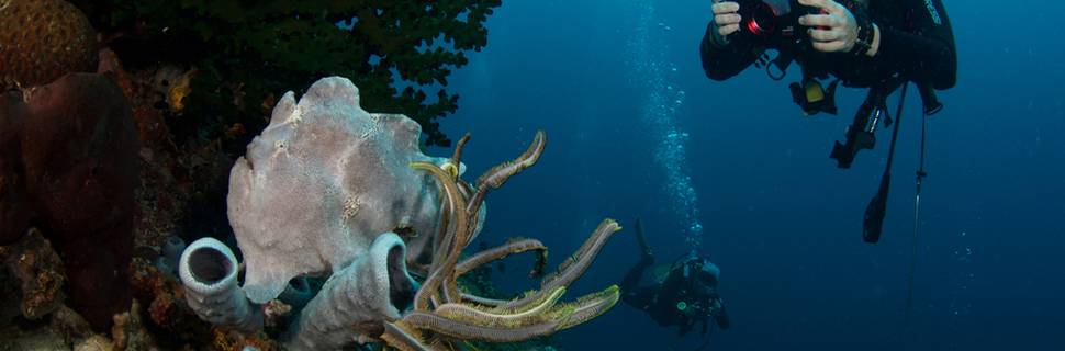 Quo Vadis Dive Resort