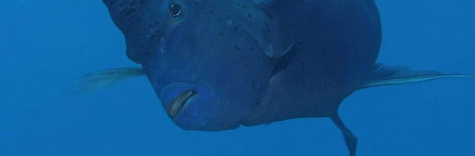 Red Sea Diving College