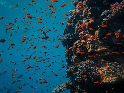 Scuba Andaman