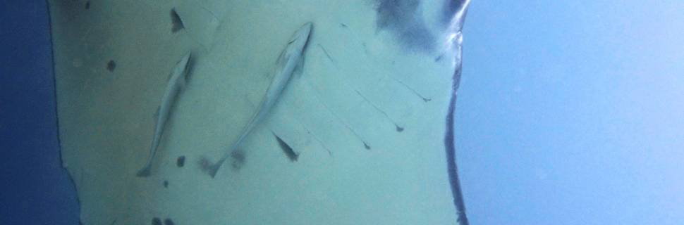 Dive Sibaltan