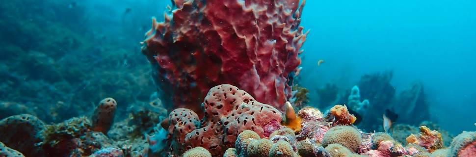 West Side Scuba Centre