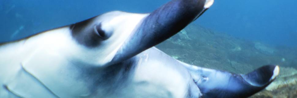 Bali View Dive Center バリ・ビュー・ダイブセンター