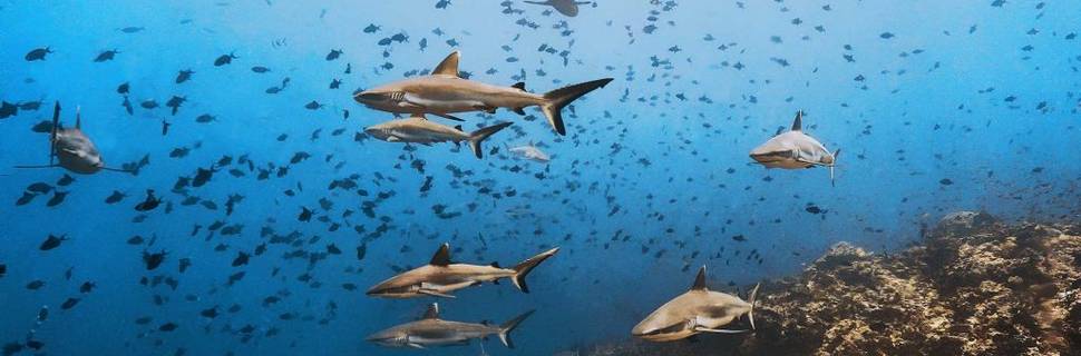 RAS ATOLL INN | FAMILY DIVERS MALDIVES