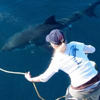 Marine Dynamics · Shark Tours · Shark Cage Dive