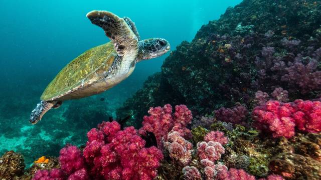 Sundive Byron Bay