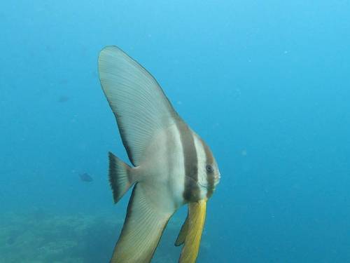 Scuba Himandhoo