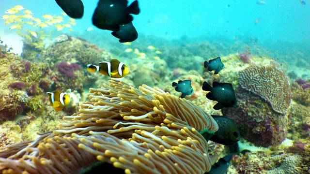Crystal Diving