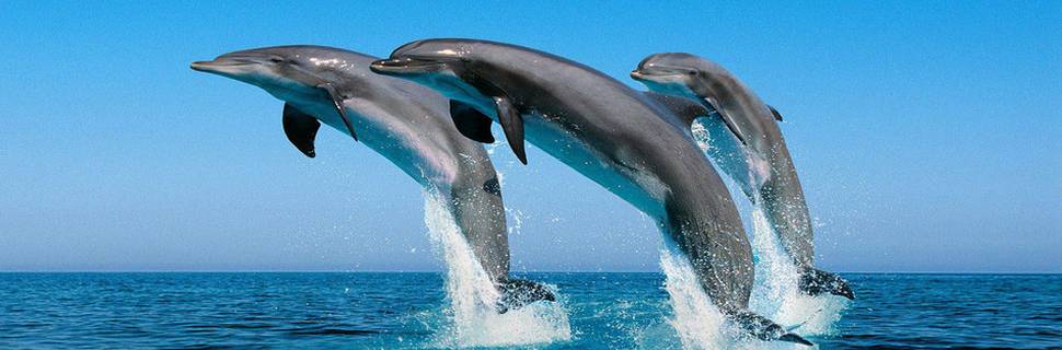 Ocean Dive