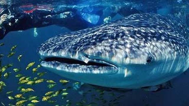 Dive Eco-Cozumel/Scuba Shack