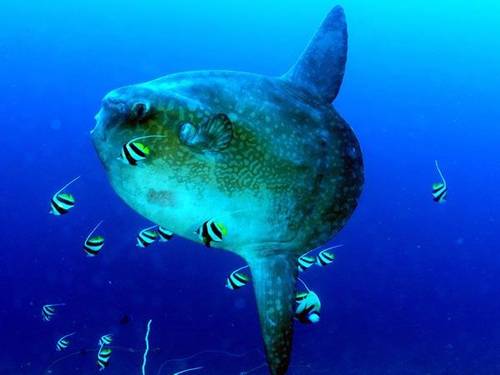 S.E.A. Diving Bali