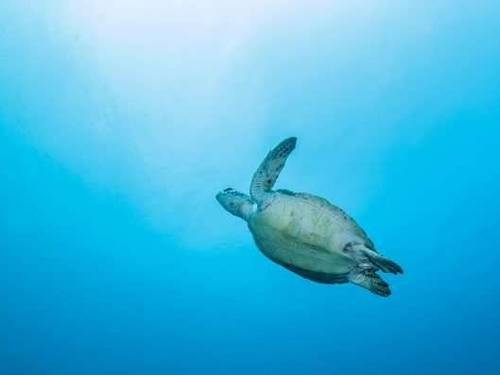 Diving the Crab by Blue Wave Ltd.